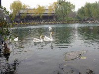 Водоплавающие птицы в Китае