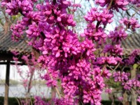 Весна в Цзинане