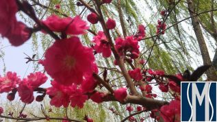 Весна в Цзинане
