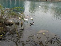 Лебеди в парке Цзинаня