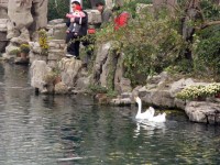 Лебеди в парке Цзинаня